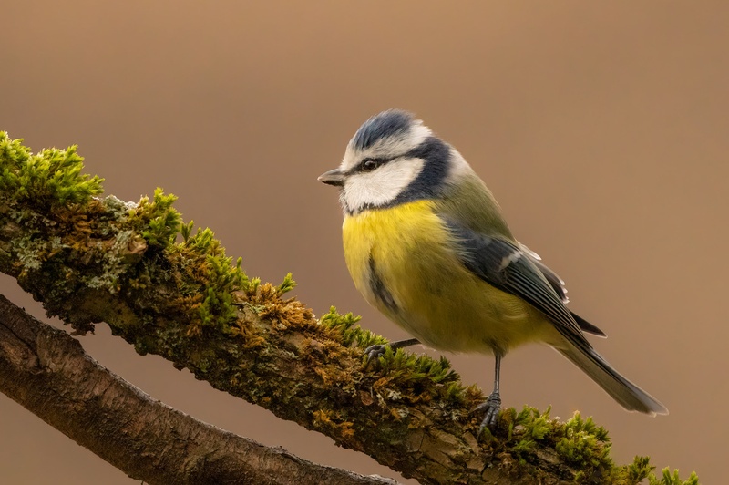 Plavček (Cyanistes caeruleus) by Danijel Turnšek