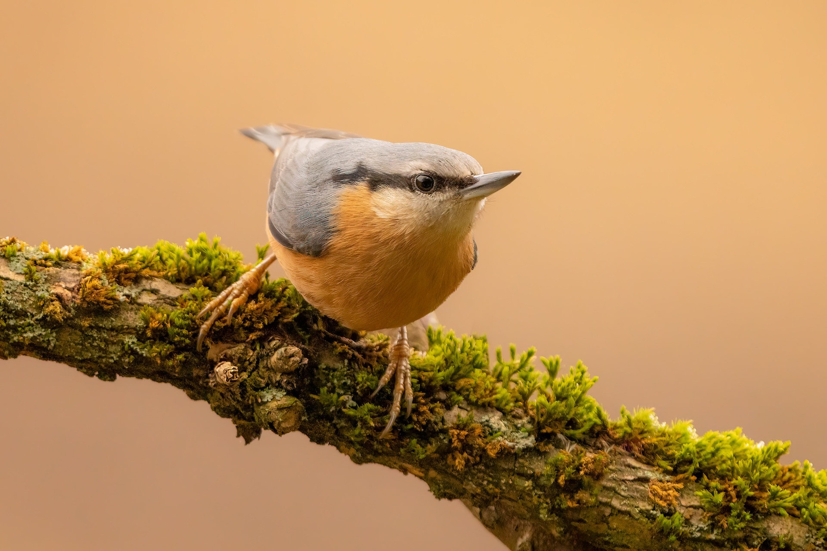 Brglez (Sitta europaea) by Danijel Turnšek
