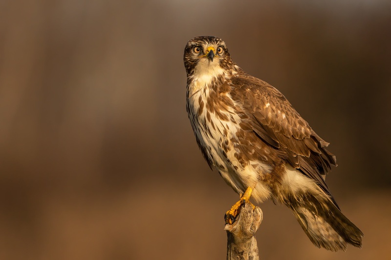 Kanja (Buteo buteo) by Danijel Turnšek