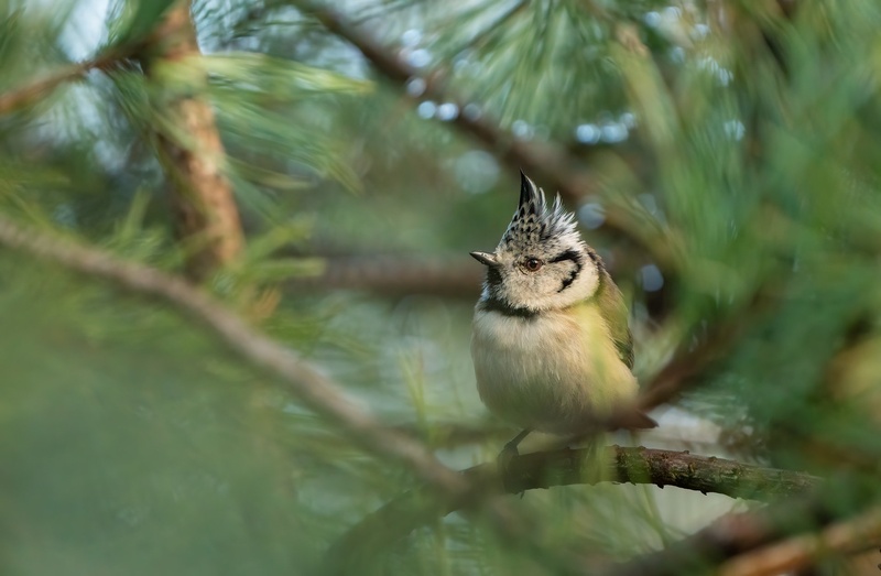 Čopasta sinica (Parus cristatus) by Danijel Turnšek