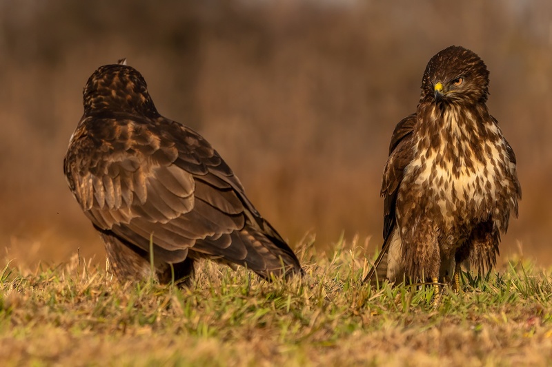 Kanja (Buteo buteo) by Danijel Turnšek