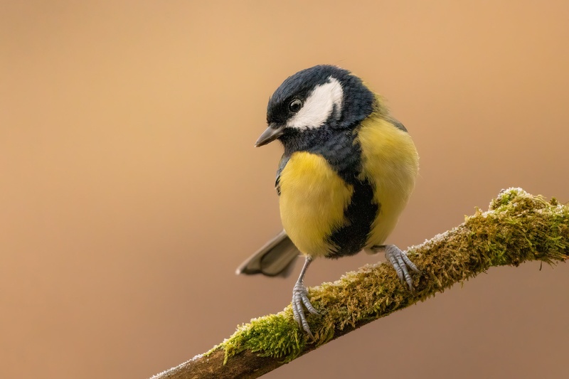 Velika sinica (Parus major) by Danijel Turnšek