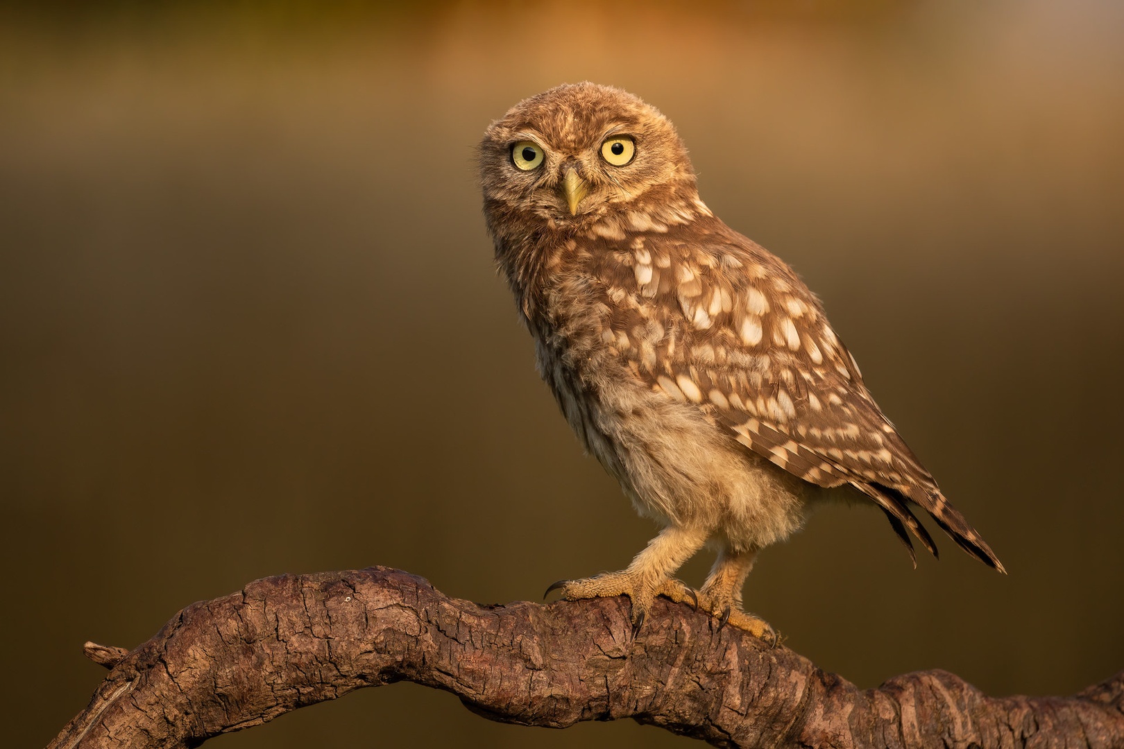 Mladi čuk (Athene noctua) by Danijel Turnšek
