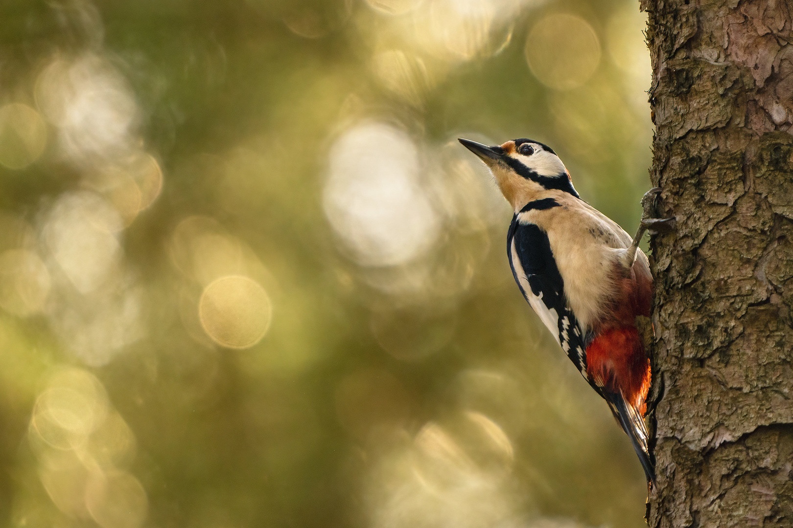 Veliki detel (Dendrocopos major) by Danijel Turnšek