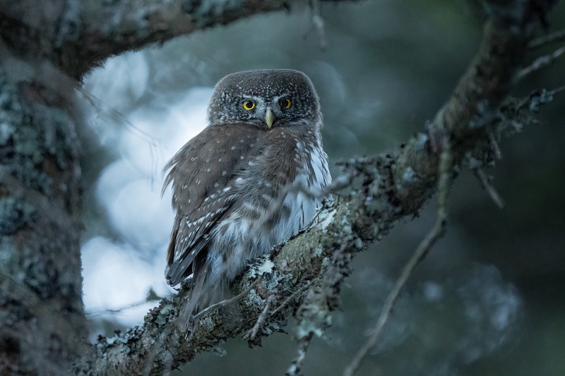 Mali skovik (Glaucidium passerinum) by Danijel Turnšek