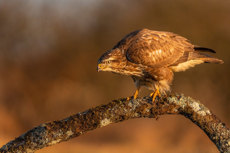 Kanja (Buteo buteo) by Danijel Turnšek