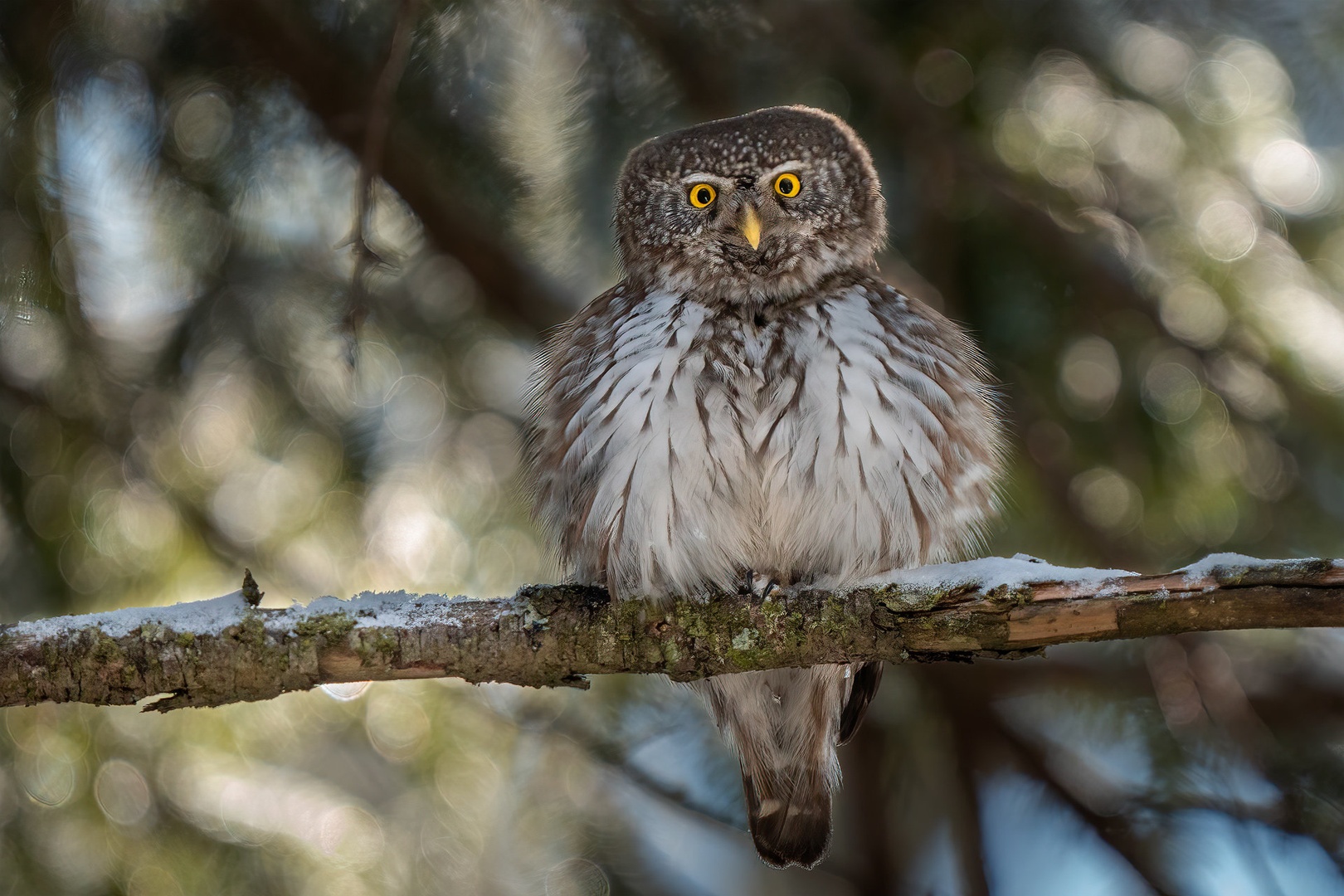 Mali skovik (Glaucidium passerinum) by Danijel Turnšek