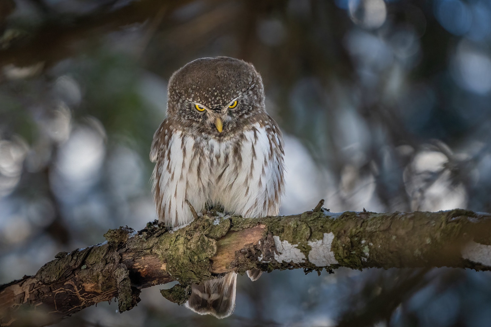 Mali skovik (Glaucidium passerinum) by Danijel Turnšek