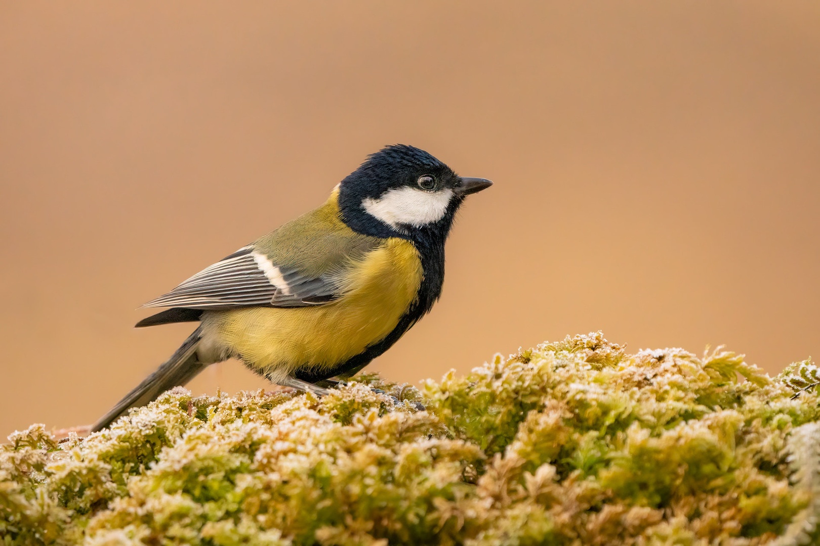 Velika sinica (Parus major) by Danijel Turnšek