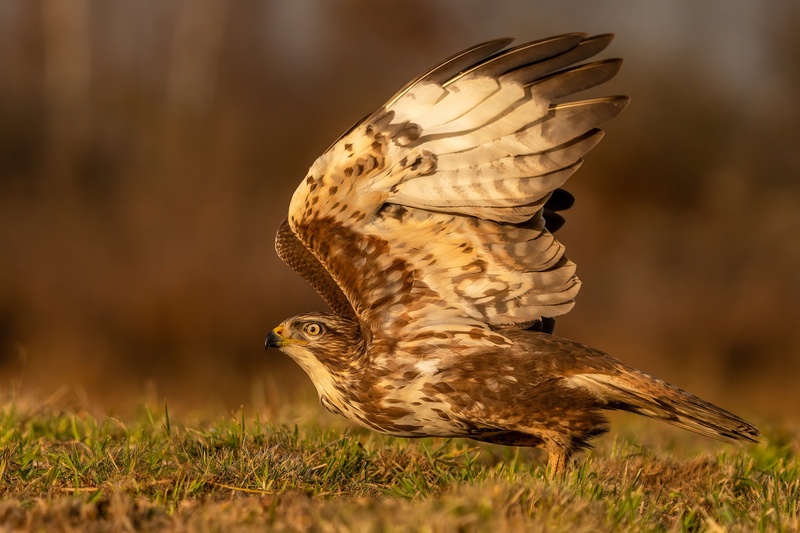 Kanja (Buteo buteo) by Danijel Turnšek