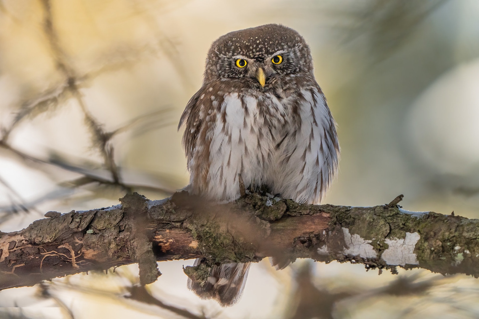 Mali skovik (Glaucidium passerinum) by Danijel Turnšek