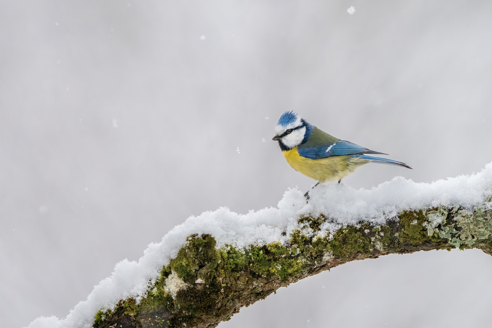 Plavček (Cyanistes caeruleus) by Danijel Turnšek