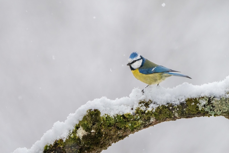 Plavček (Cyanistes caeruleus) by Danijel Turnšek