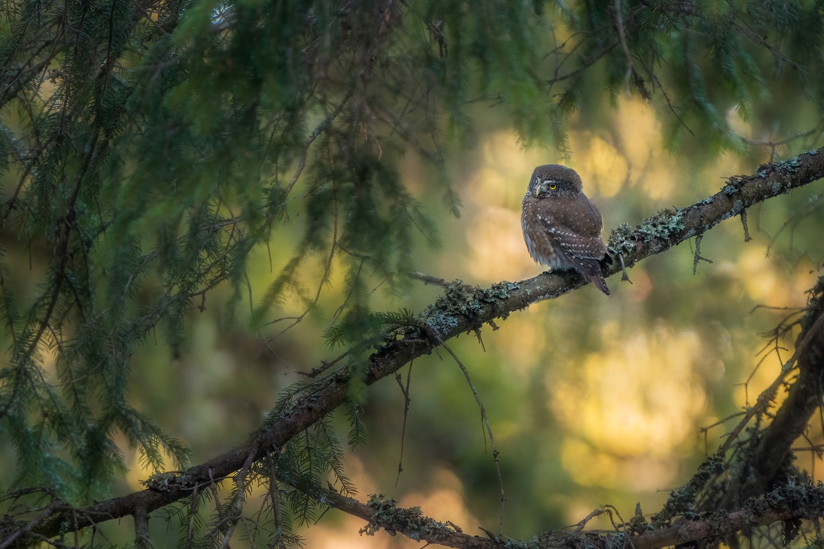 Mali skovik (Glaucidium passerinum) by Danijel Turnšek