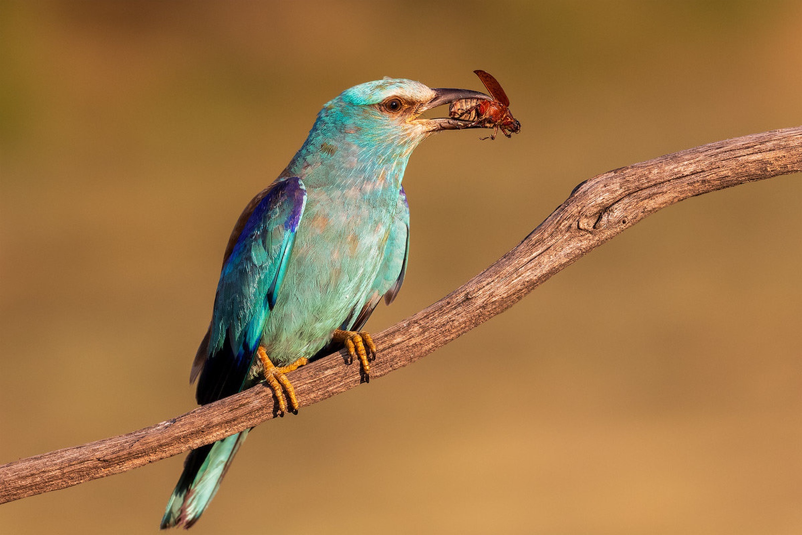 Zlatovranka (Coracias garrulus) by Danijel Turnšek