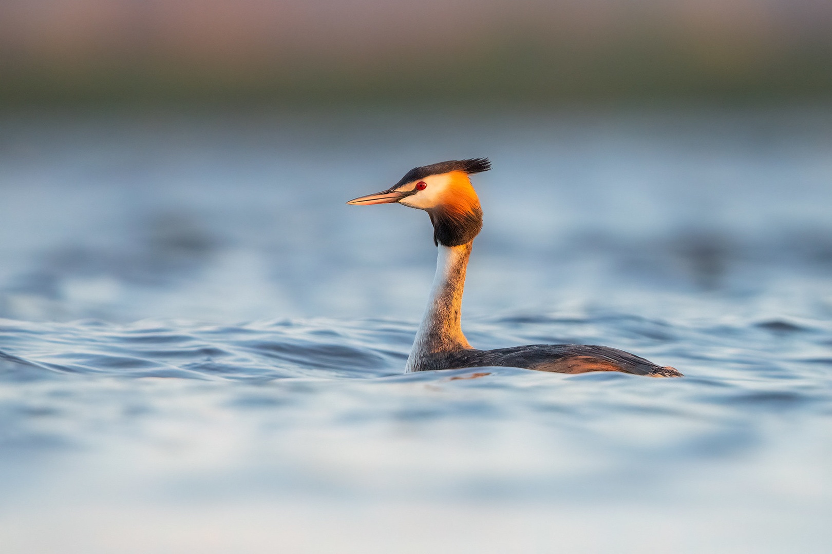 Čopasti ponirek (Podiceps cristatus) by Danijel Turnšek
