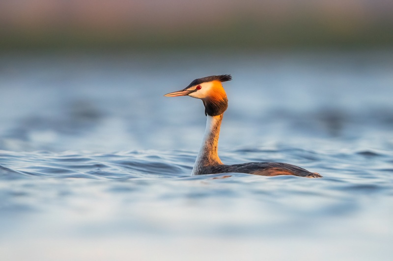 Čopasti ponirek (Podiceps cristatus) by Danijel Turnšek