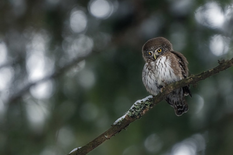 Mali skovik (Glaucidium passerinum) by Danijel Turnšek