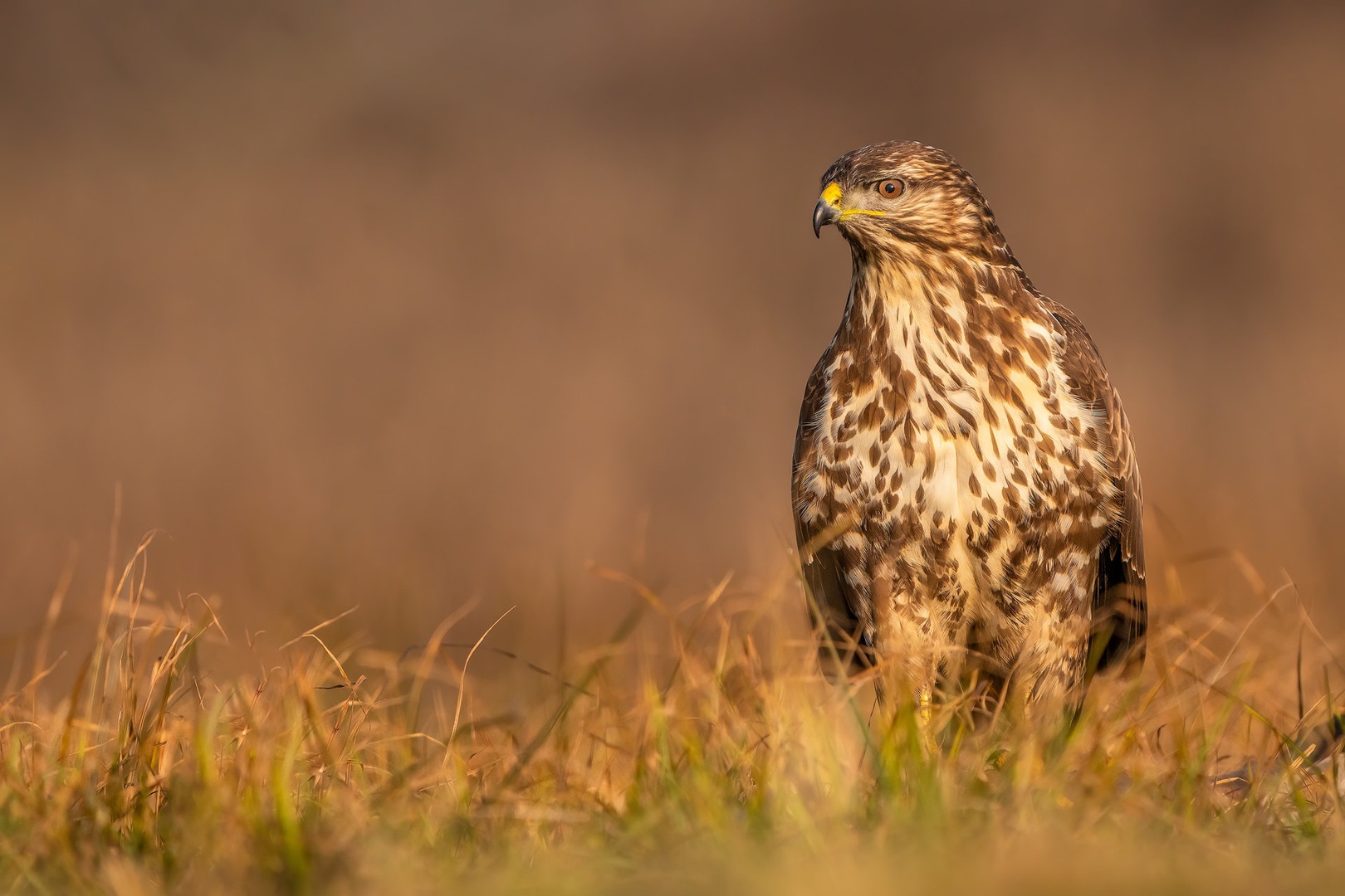 Kanja (Buteo buteo) by Danijel Turnšek