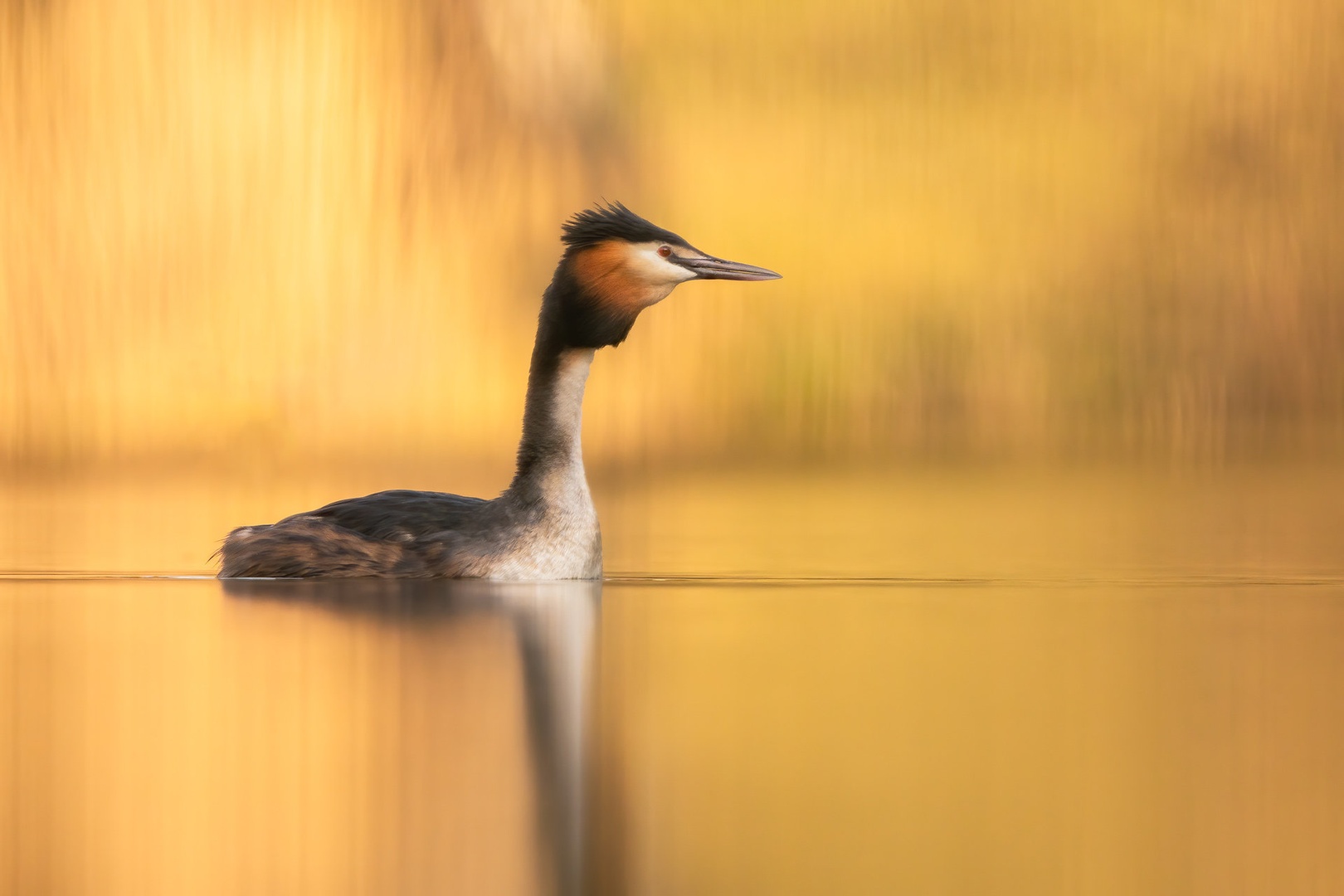 Čopasti ponirek (Podiceps cristatus) by Danijel Turnšek