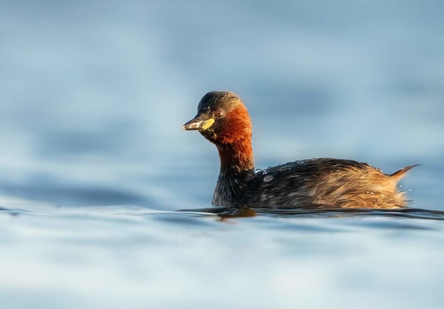 Mali ponirek (Tachybaptus ruficollis) by Danijel Turnšek