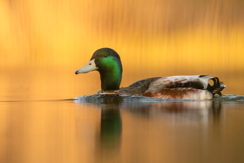 Mlakarica (Anas platyrhynchos) by Danijel Turnšek