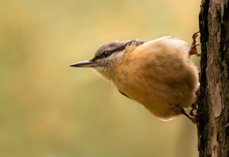 Brglez (Sitta europaea) by Danijel Turnšek