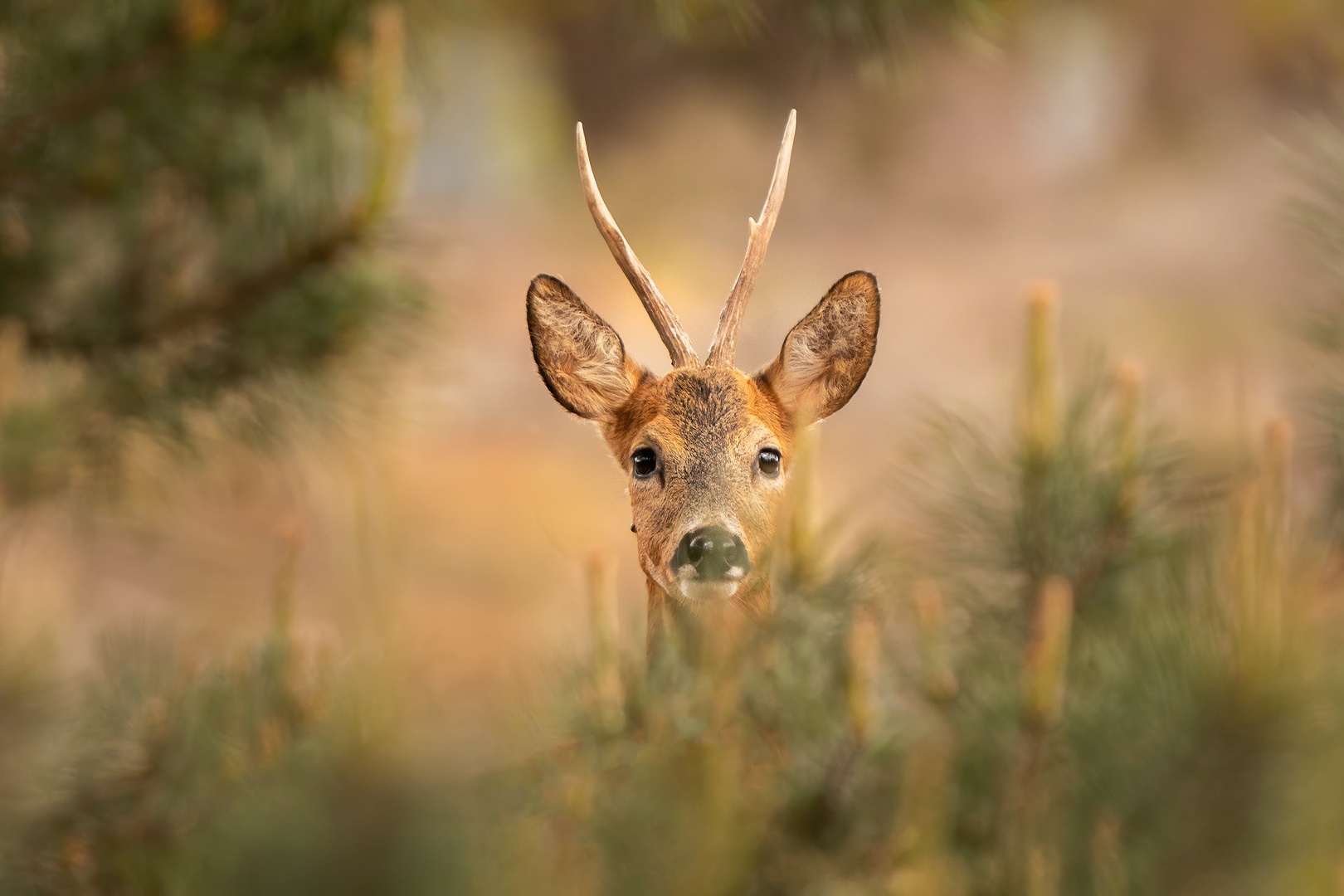 Srnjak (Capreolus capreolus) by Danijel Turnšek