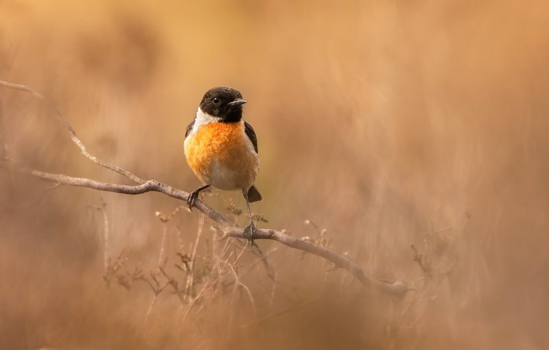 Prosnik (Saxicola rubicola) by Danijel Turnšek