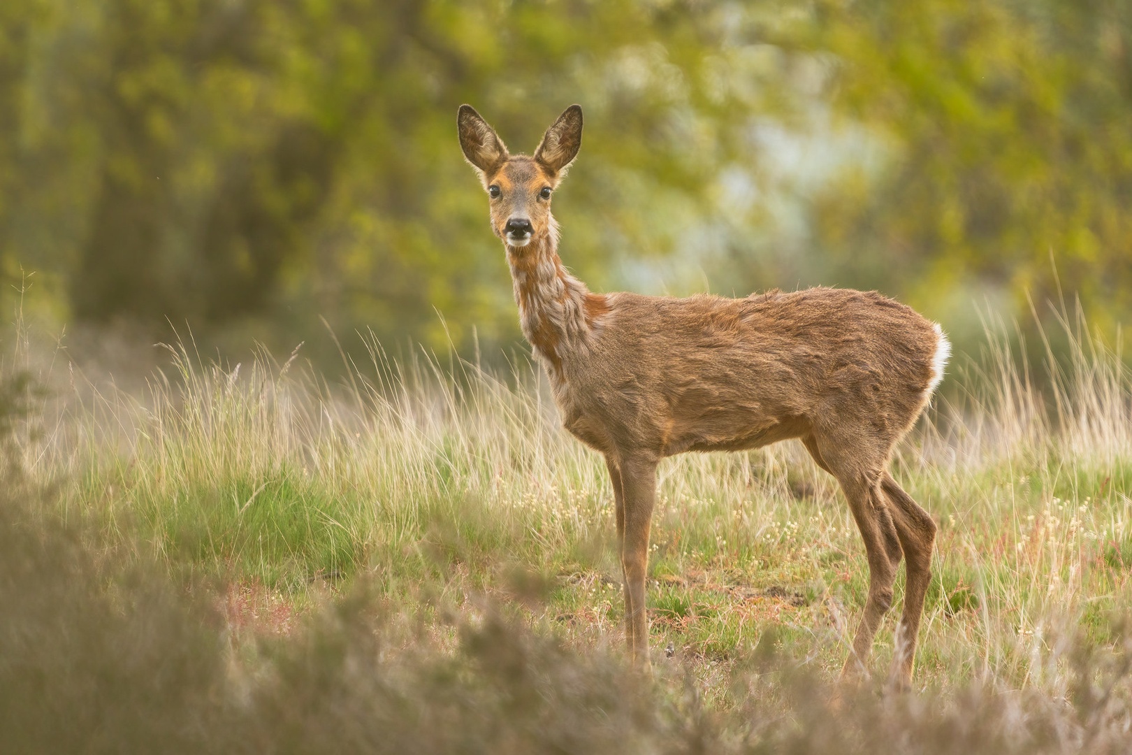 Srna (Capreolus capreolus) by Danijel Turnšek