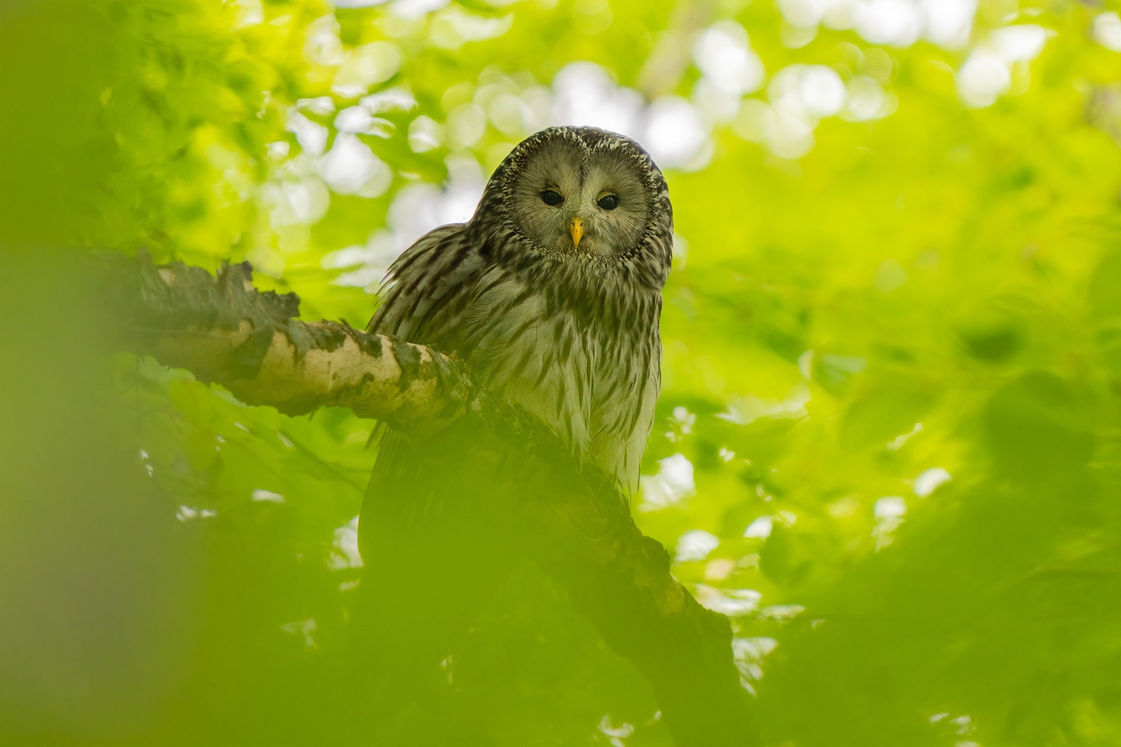 Kozača (Strix uralensis) by Danijel Turnšek