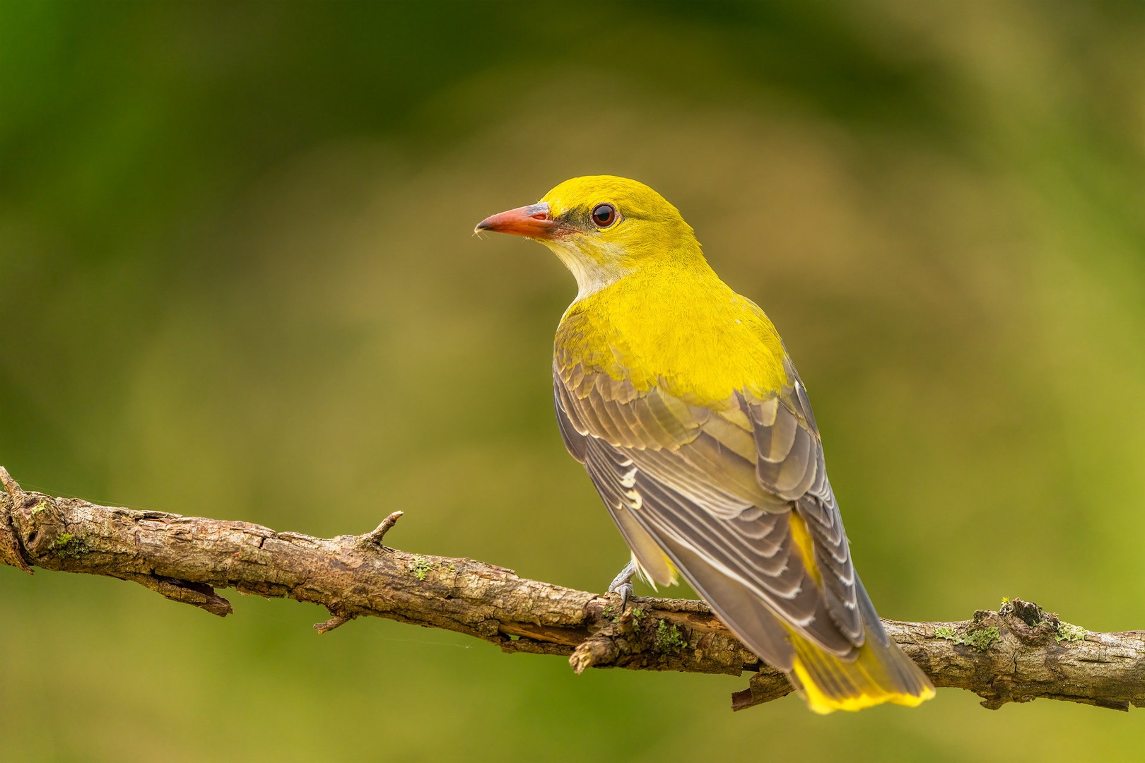 Kobilar (Oriolus oriolus) by Danijel Turnšek