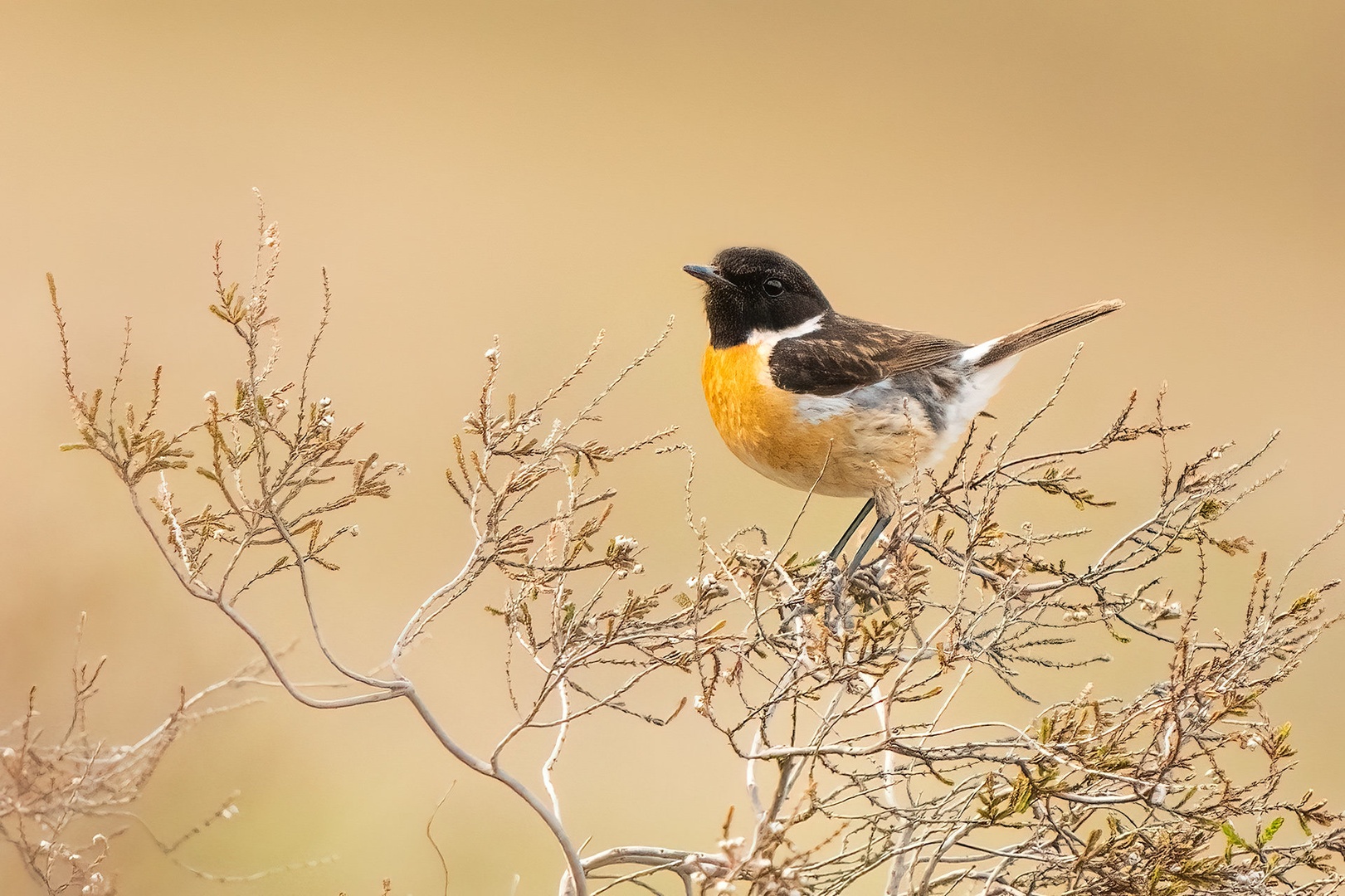 Prosnik (Saxicola rubicola) by Danijel Turnšek