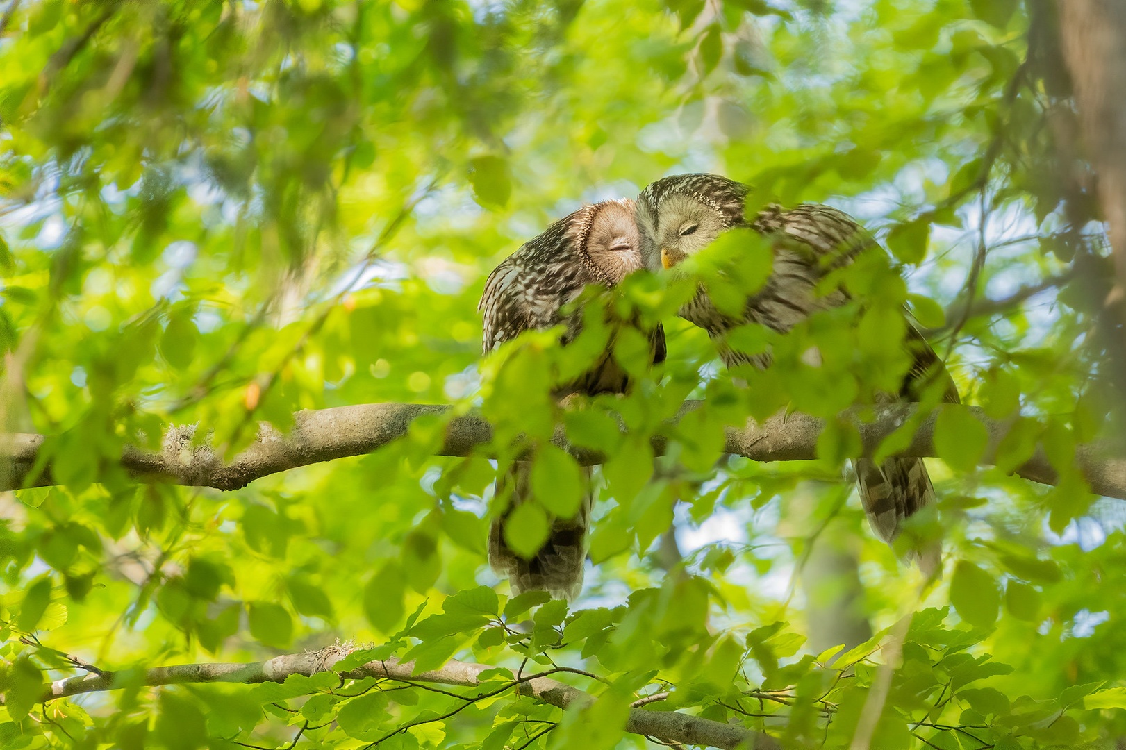 Kozača (Strix uralensis) by Danijel Turnšek