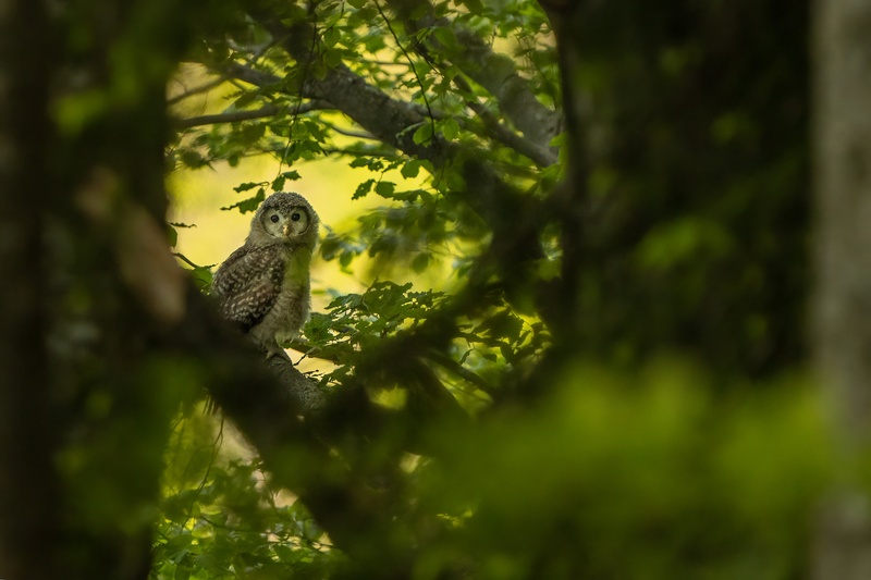 Kozača (Strix uralensis) by Danijel Turnšek