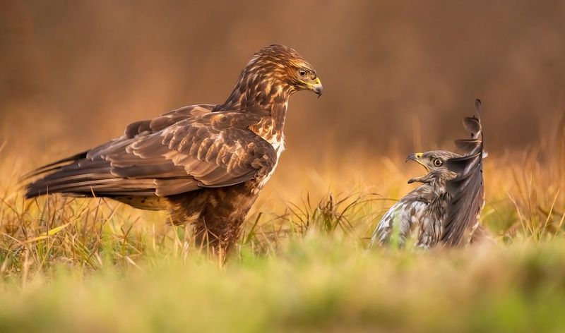 Kanja (Buteo buteo) by Danijel Turnšek