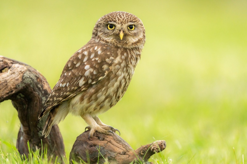 Čuk (Athene noctua) by Danijel Turnšek