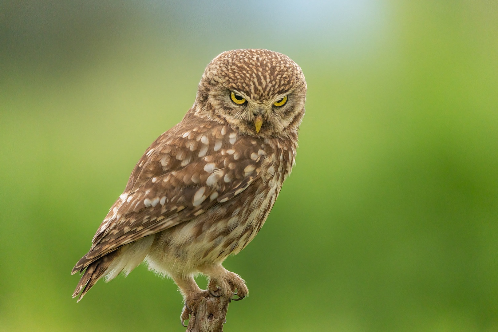 Čuk (Athene noctua) by Danijel Turnšek