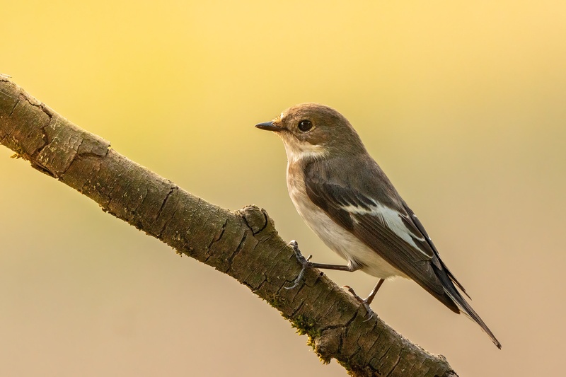 Črnoglavi muhar (Ficedula hypoleuca) by Danijel Turnšek