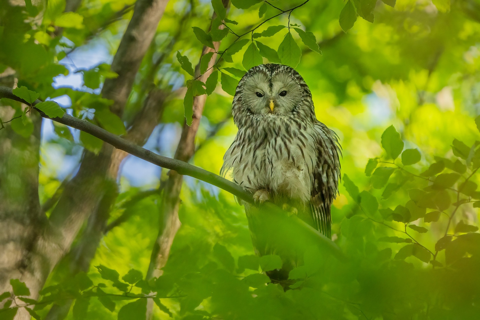 Kozača (Strix uralensis) by Danijel Turnšek
