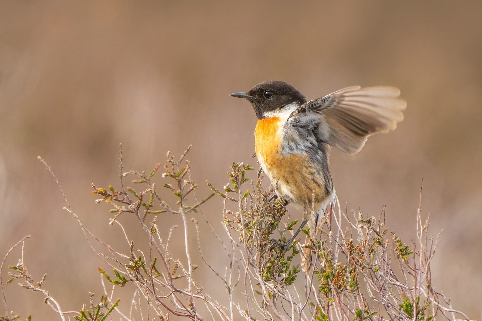 Proanik (Saxicola rubicola) by Danijel Turnšek