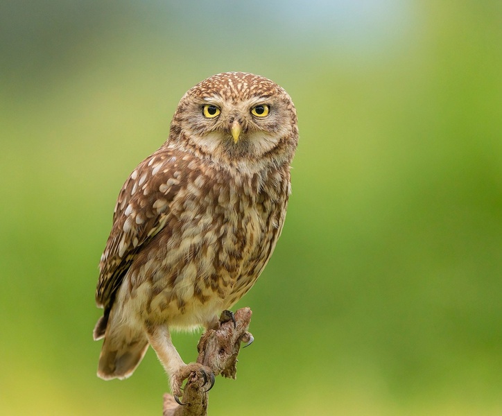 Čuk (Athene noctua) by Danijel Turnšek