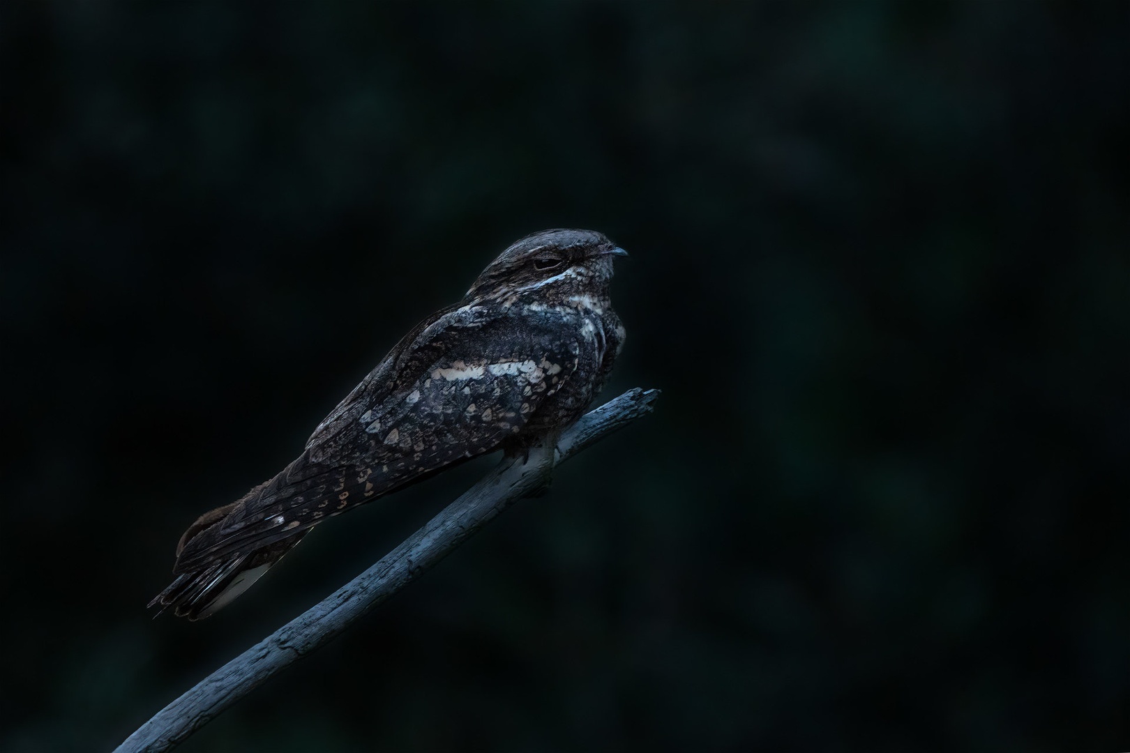 Podhujka (Caprimulgus europaeus) by Danijel Turnšek