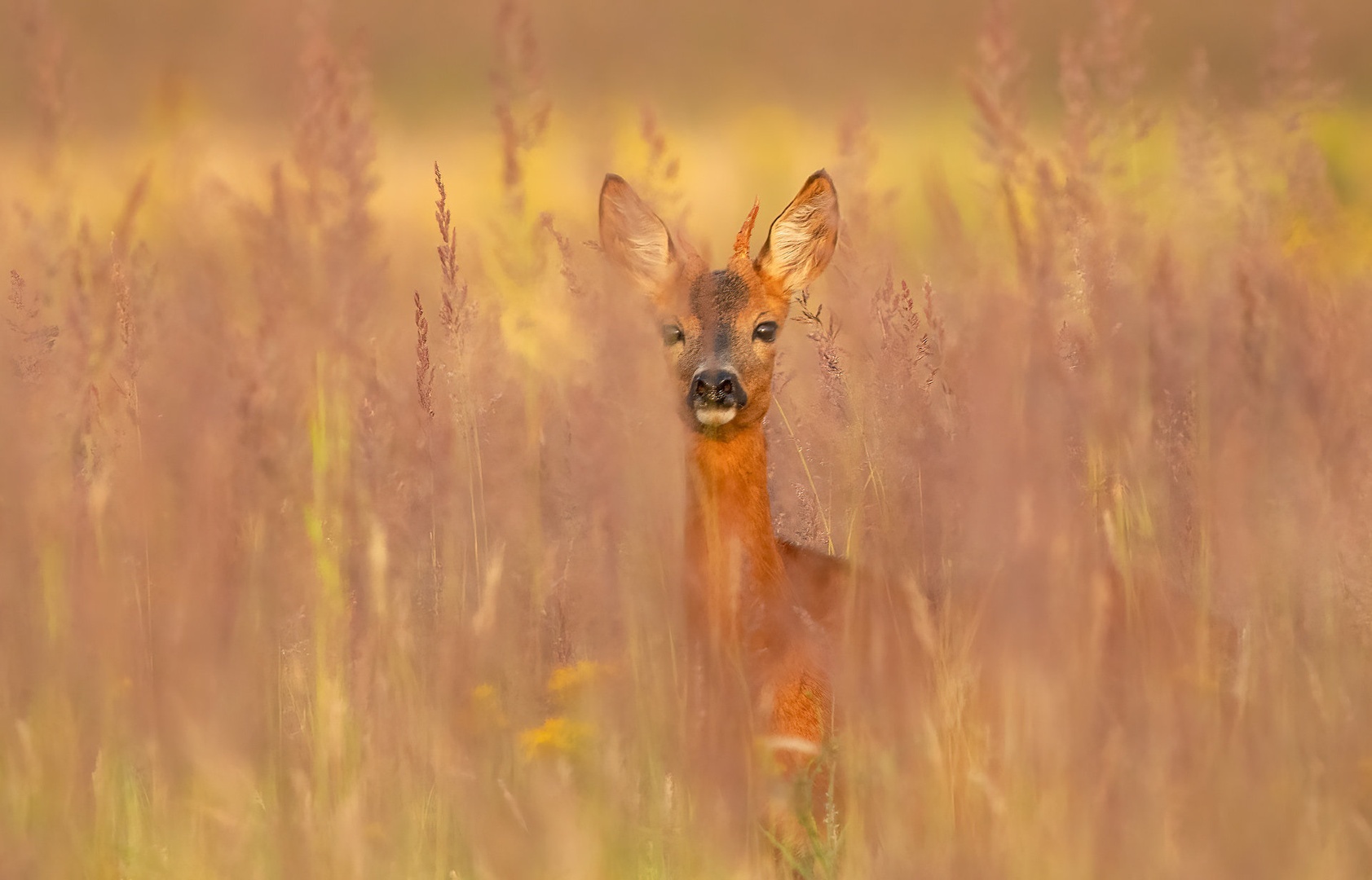 Srnjak (Capreolus capreolus) by Danijel Turnšek