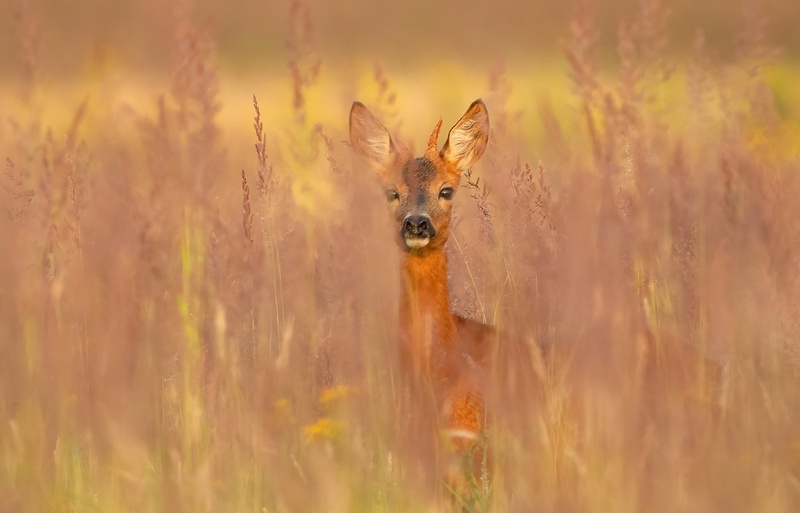 Srnjak (Capreolus capreolus) by Danijel Turnšek