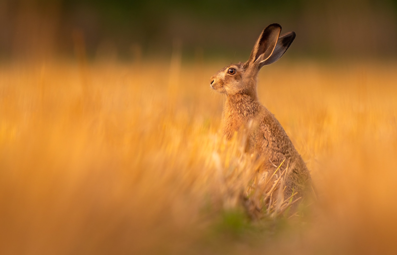 Poljski zajec (Lepus europaeus) by Danijel Turnšek