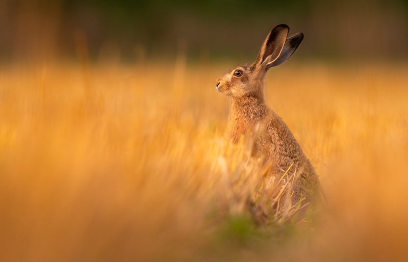 Poljski zajec (Lepus europaeus) by Danijel Turnšek