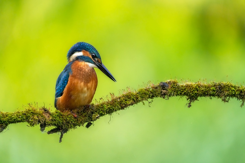 Vodomec (Alcedo atthis) by Danijel Turnšek