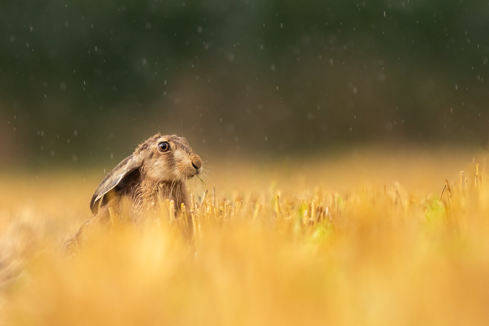 Poljski zajec (Lepus europaeus) by Danijel Turnšek