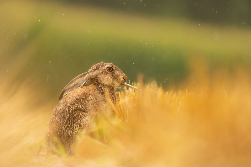 Poljski zajec (Lepus europaeus) by Danijel Turnšek